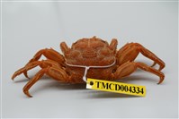 藏品(美麗斜紋蟹)的圖片